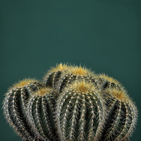 100cm x 100cm Cacti I von Andre Eichman