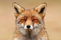 100cm x 66.67cm Zen Fox Red Portrait von Roeselin Raimond