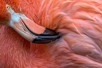 90cm x 60cm Flamingo Close up von Xavier Ortega