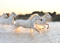 100cm x 71.43cm Horses von Georges-Félix Cohen