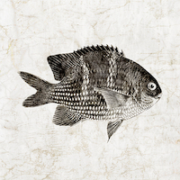 80cm x 80cm Vintage Fish I von Christine Zalewski