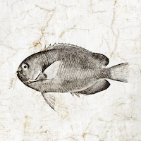80cm x 80cm Vintage Fish III von Christine Zalewski