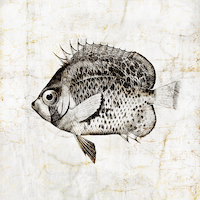 80cm x 80cm Vintage Fish IV von Christine Zalewski