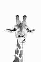60cm x 90cm Happy Giraffe von Sisi & Seb