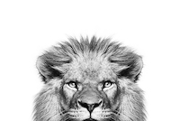 100cm x 66.67cm Peek a Boo Lion von Sisi & Seb
