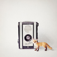 100cm x 100cm Fox & Vintage Camera von Susannah Tucker Photography