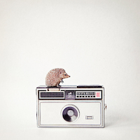 100cm x 100cm Hedgehog & Vintage Camera von Susannah Tucker Photography