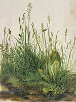 75cm x 100cm Das große Rasenstück von Albrecht Dürer