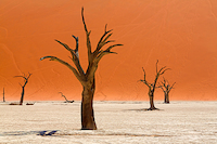100cm x 66.67cm Trees of Deadvlei von Peter Hillert