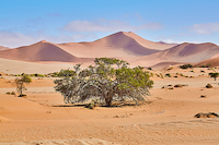 100cm x 66.67cm Namib Sandsea von Peter Hillert