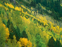 100cm x 75cm Aspen grove in fall colors, Gunnison National Forest, Colorado von Tim Fitzharris