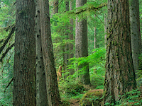 100cm x 75cm Old growth forest of Western Red Cedar Grove of the Patriarchs, Mount Rainier National Park, Washington von Tim Fitzharris