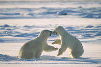 150cm x 100cm Polar Bear males fighting, Hudson Bay, Canada von Konrad Wothe