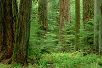 100cm x 66.67cm Douglas Fir old growth forest, Vancouver Island, BC, Canada von Gerry Ellis