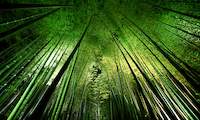 100cm x 60cm Bamboo Night von Takeshi Marumoto