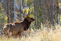 100cm x 66.67cm Bull Elk in the Forest von Vic Schendel