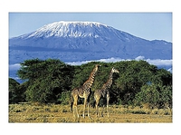 80cm x 60cm Girafes, Mont Kilimandjaro von BALFOUR