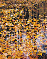 100cm x 125cm Autumn Detail von John Gavrilis