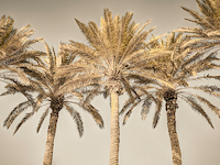100cm x 75cm Palm Trees I von Assaf Frank