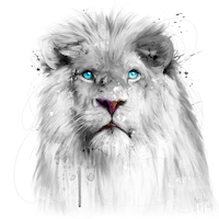 100cm x 100cm White Lion von Patrice Murciano