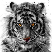 100cm x 100cm White Tiger von Patrice Murciano