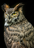 70cm x 100cm Wisdom Owl III von Ronin