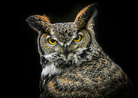 100cm x 71.43cm Wisdom Owl von Ronin