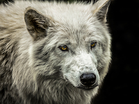 100cm x 75cm White Wolf von Ronin