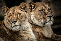 100cm x 66.67cm Lionesses von Ronin