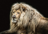 100cm x 71.43cm The white Lion von Ronin