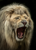 71.43cm x 100cm The Lion Roars von Ronin