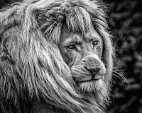 100cm x 80cm the male Lion von Ronin