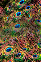66.67cm x 100cm Peacock Feathers von Ronin