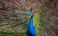 160cm x 100cm The Peacock von Ronin