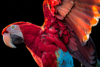 100cm x 66.67cm Parrot Wings von Ronin