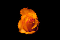 100cm x 66.67cm Rose gelb I von Volker Brosius
