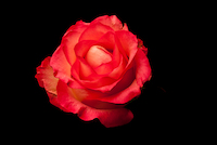 100cm x 66.67cm Rose rot von Volker Brosius