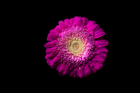 100cm x 66.67cm Gerbera lila von Volker Brosius