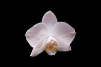 100cm x 66.67cm Orchidee I von Volker Brosius