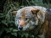 100cm x 75cm Lone Wolf von Ronin