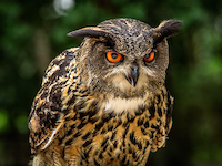 100cm x 75cm OE Oe Owl von Ronin