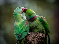 100cm x 75cm Green Parrot I von Ronin