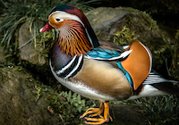 100cm x 70cm Manderin Duck von Ronin