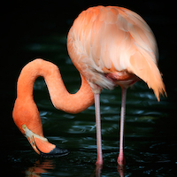 100cm x 100cm Flamingo von Uwe Steger