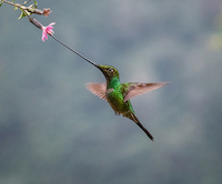 10cm x 8.3cm A Sword-billed Hummingbird von sheila xu