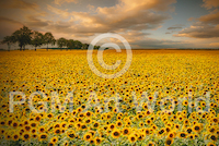 10cm x 6.7cm Sunflowers von Piotr Krol (Bax)