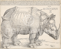 10cm x 8cm Rhinocerus von Albrecht Dürer