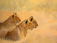 40cm x 30cm Panthera leo von Danielle Beck