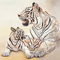 30cm x 30cm Tigres blancs, mère et fille von Danielle Beck