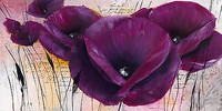 100cm x 50cm Pavot violet II von Isabelle Zacher-Finet